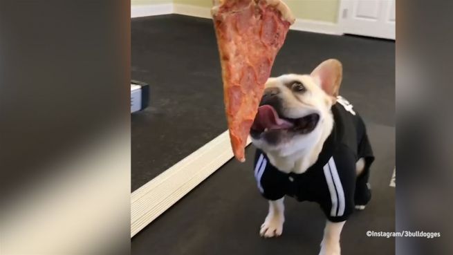 go to Fitness für Fast Food: Französische Bulldogge macht Sport
