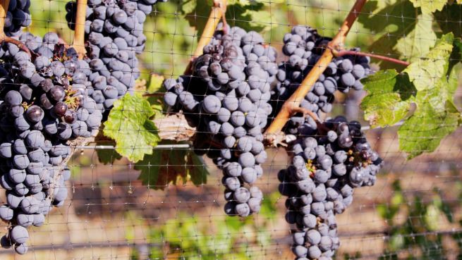 go to Wie sich der Weinanbau in Zukunft verändert