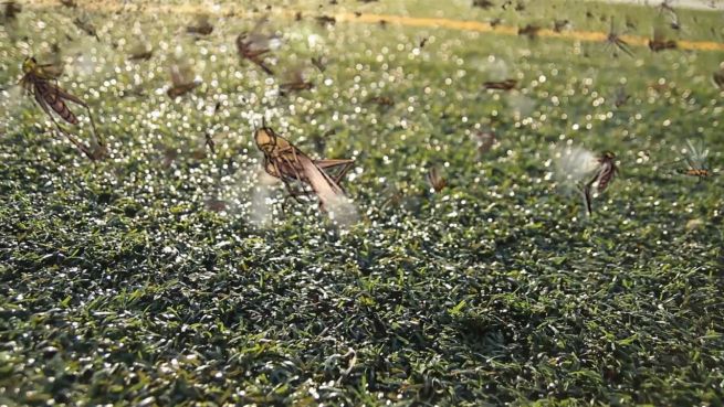 go to Plage zur WM? Heuschrecken bedrohen Wolgograd