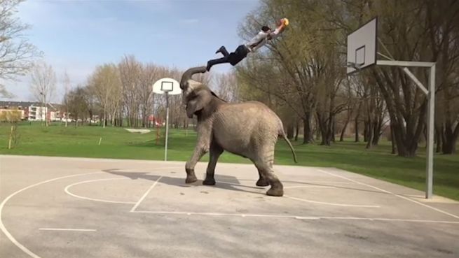 go to Volltreffer: Elefant wird zum Basketball-Star