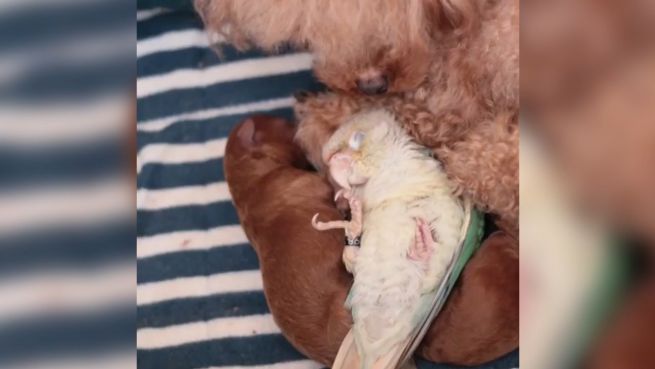 go to Süße Zuwendung: Hunde-Mama adoptiert Vogel