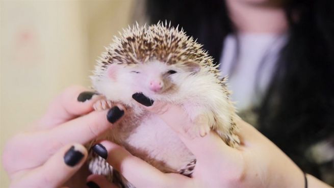 go to Wellness für die Stacheln: Igel-Hotel in Russland