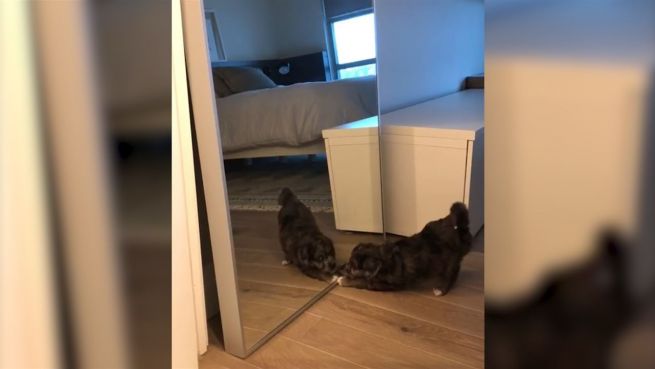 go to Doppelgänger: Hund erschreckt sich vor Spiegelbild